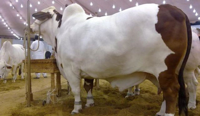 80 Kilograms Fat Discovered From A Cow After Slaughtering On Eid Ul Adha